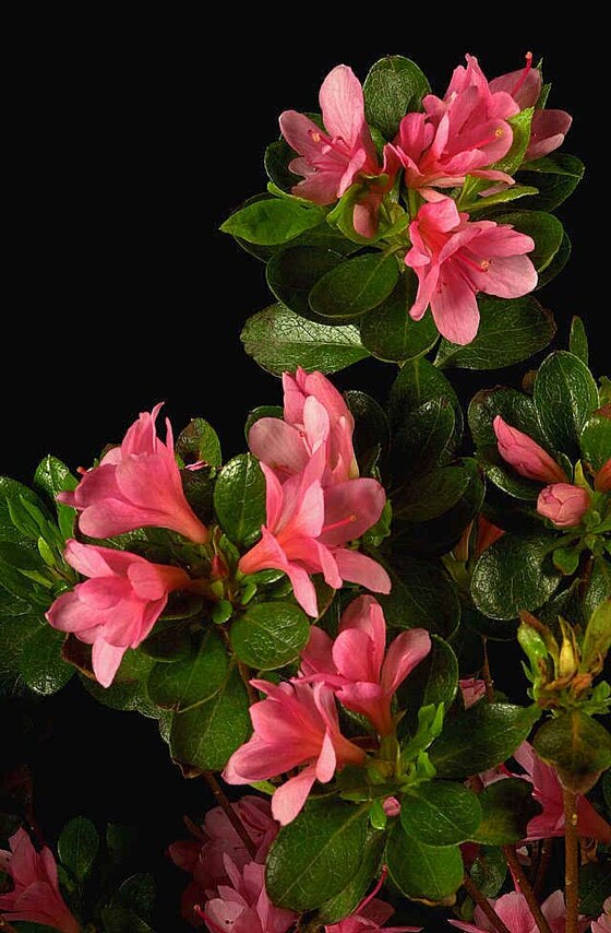 Azalea