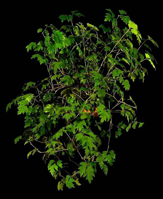 Cissus