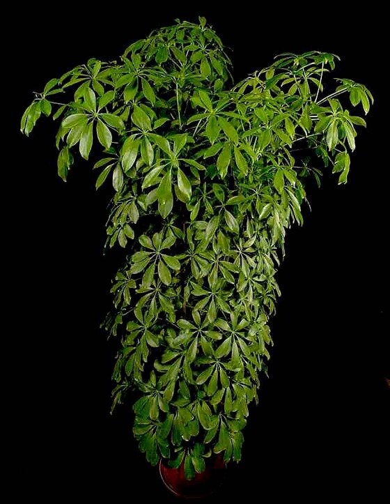 Schefflera