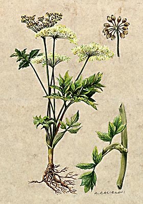Angelica