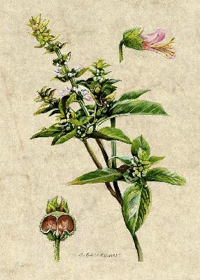 Basilico