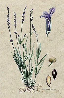 Lavanda