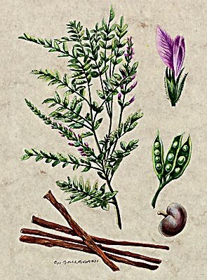 Liquerizia