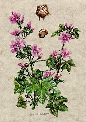 Malva