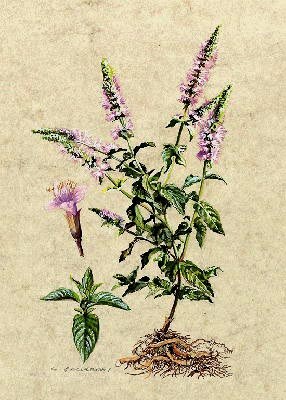 Menta