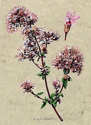 Origano