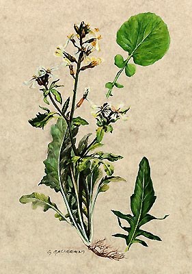 Rucola