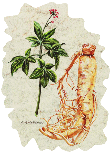 Ginseng
