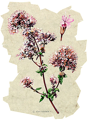 Origano