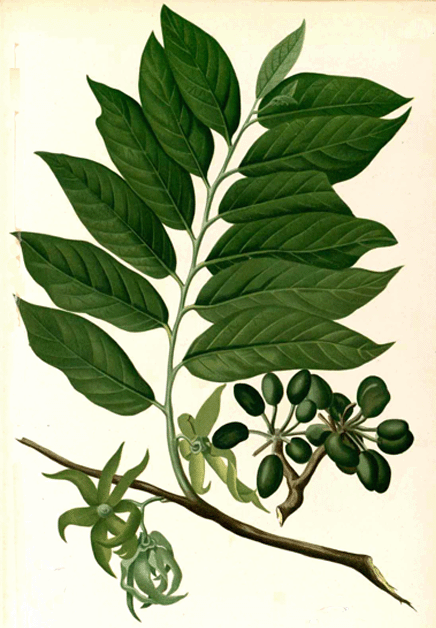 Ylang-Ylang