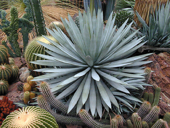 Agave macroacantha Zucc.