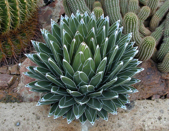 Agave victoriae-reginae T. Moore