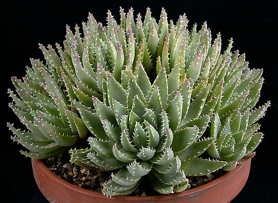 Aloe brevifolia Mill.