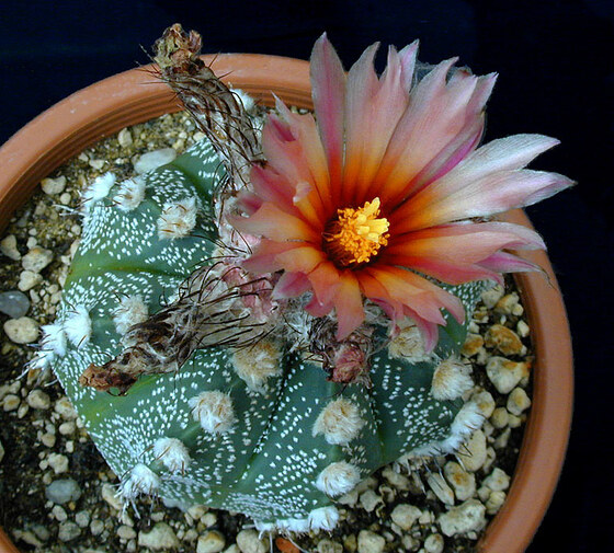 Astrophytum asterias (Zucc.) Lem.