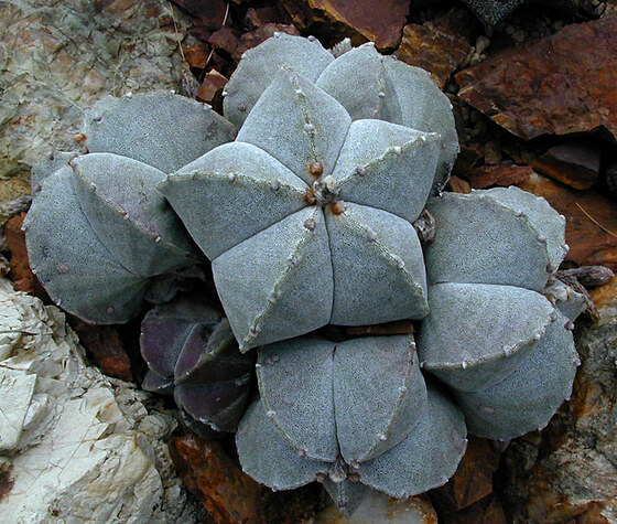Astrophytum myriostigma Lem. Nome vernacolare: Cappello del Vescovo