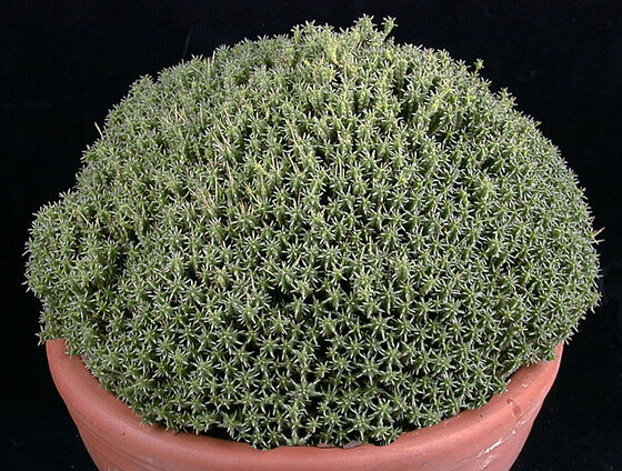 Euphorbia submammillaris Berger