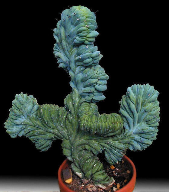 Mirtillocactus geometrizans (Mart.) Cons. (esemplare "crestato")