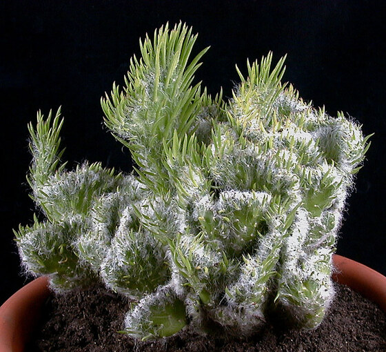 Opuntia vestita (forma crestata)