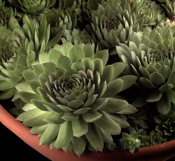 Sempervivum Tectorum L.