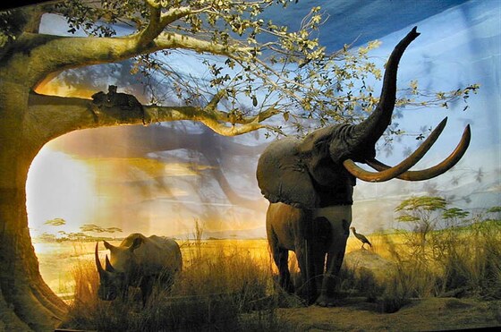 African elephant (Loxodonta Africana) White Rhinoceros (Ceratotherium simum cottoni)