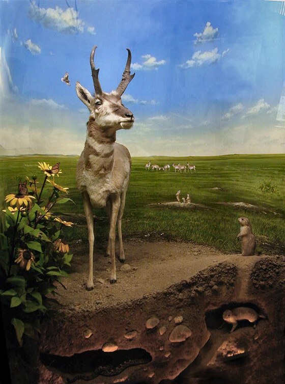 Antilocapra e cane della prateria nella prateria nordamericana (parco nazionale di Badlands)