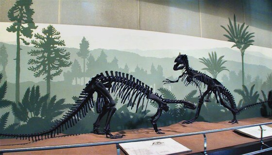 Camptosaurus dispar, Upper Jurassic, USA Allosaurus fragilis, Upper Jurassic, USA