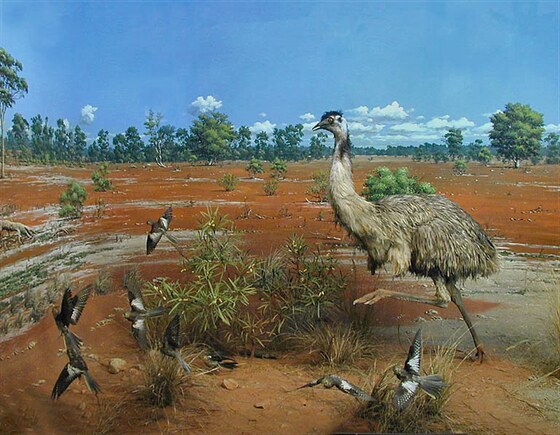 Emù nel parco nazionale Currawinya (savana arida australiana)