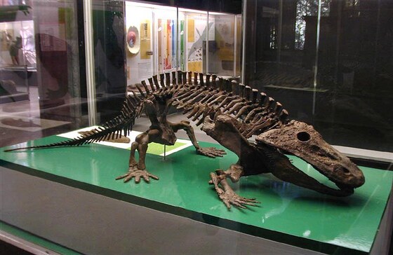 Eryops megacephalus, Permian, United States