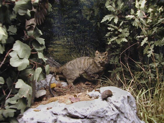 Gatto selvatico nel parco naturale dei monti Sibillini
