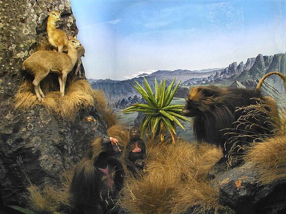 Gelada nel parco del Simyen (Altopiano etiopico)