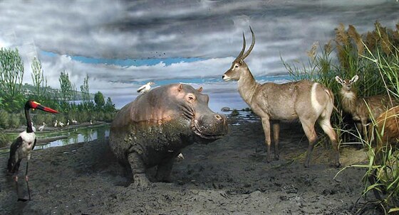 Ippopotamo in un canneto sulle rive di un lago africano (Parco Queen Elisabeth, Uganda)