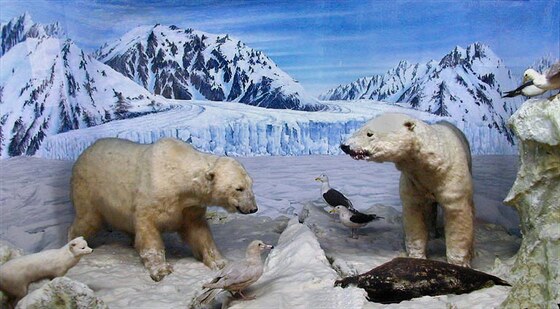L’orso bianco (ursus maritimus), Parco Nazionale della Groenlandia