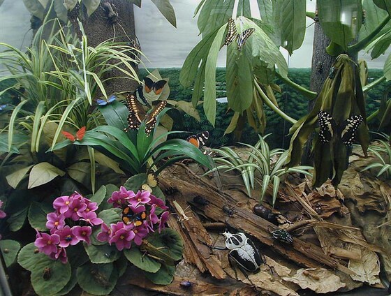La foresta secondaria africana
