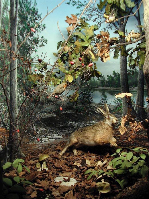 La lepre nel parco regionale lombardo della Valle del Ticino (Milano)