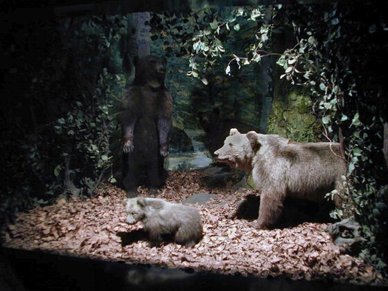 Orso bruno nel parco nazionale d’Abruzzo
