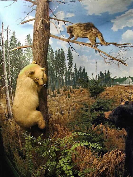 Orso nero (Baribal) nel parco di Yellowstone (USA)