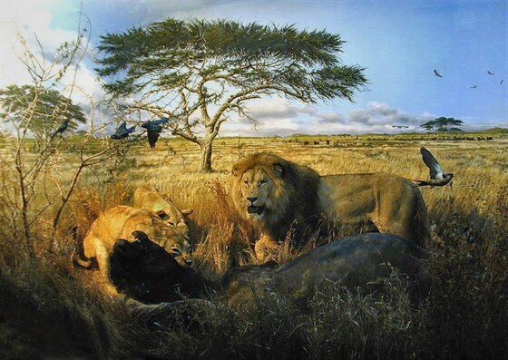 Predazione nel parco nazionale Serengheti (Tanzania)