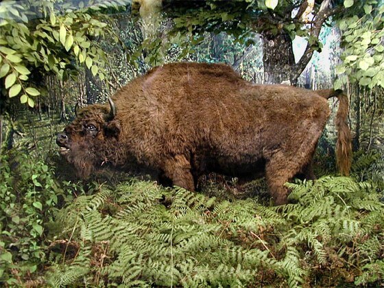 Stagione degli amori nel parco Bialowieza (Polonia)