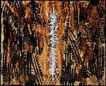 TAWA — Oro nero