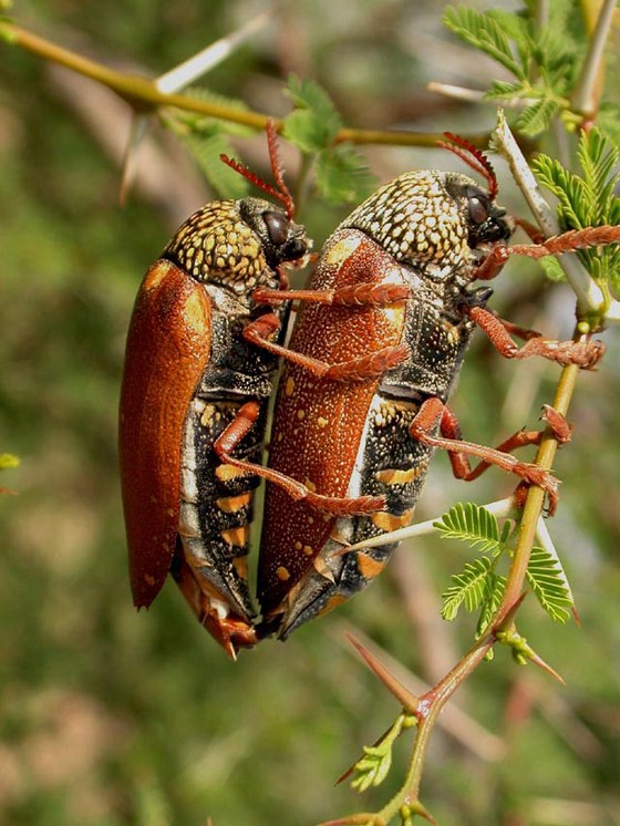 Buprestid beetles Sternocera castanea joining together