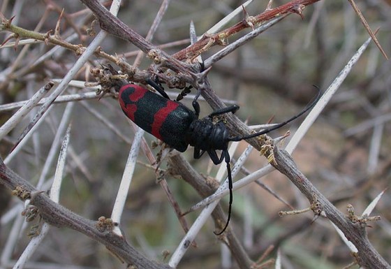 Ceroplesis aestuans ornata