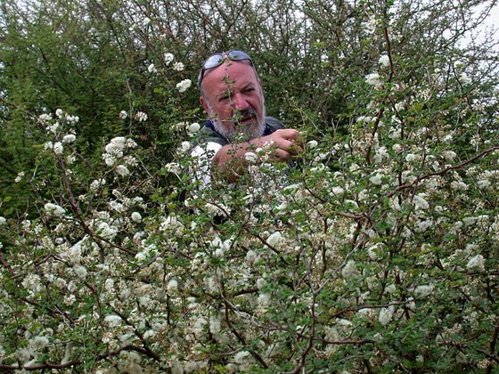 Collecting on flowerd Acacia trees - Raccolta tra le Acacie fiorite