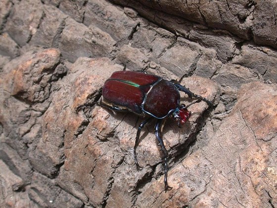 Compsocephalus horsfieldianus czeppeli