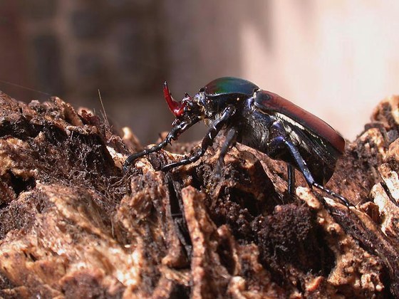 Compsocephalus horsfieldianus czeppeli