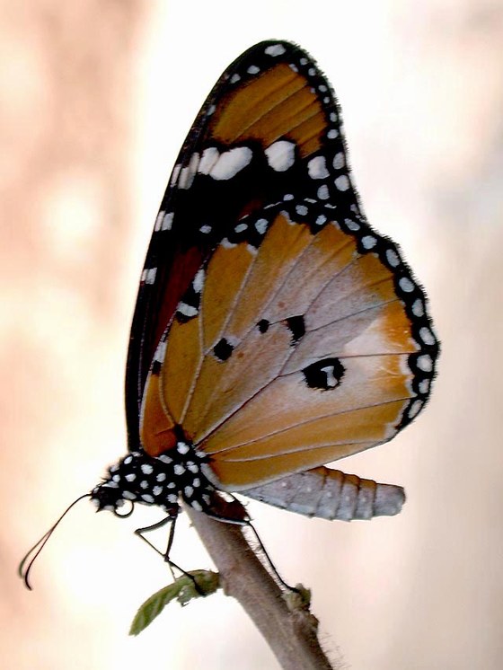 Danaus chrysippus butterfly - Lepidottero Danaus chrysippus