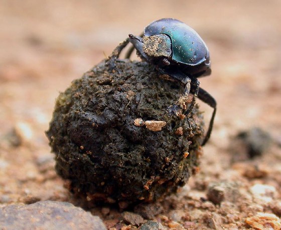 Dung beetle - Scarabeo stercorario