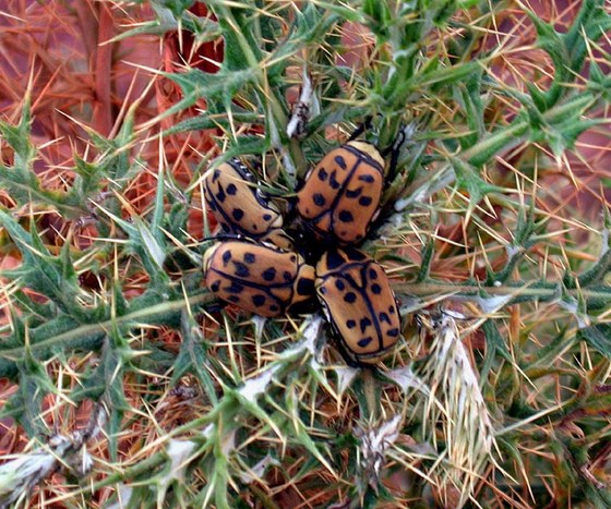 Flower beetle Pachnoda crassa fairmairei - Scarabeide cetoniino Pachnoda crassa fairmairei