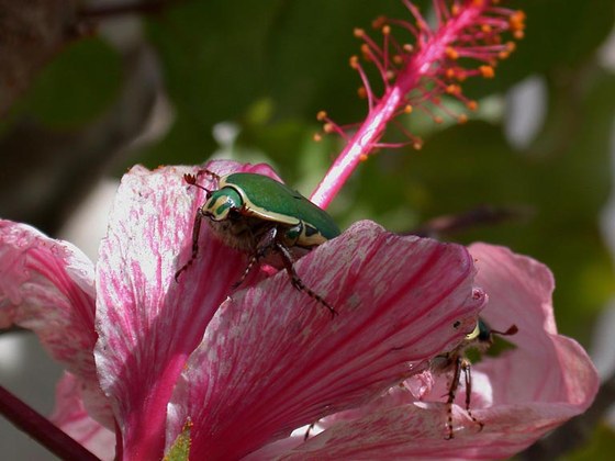 Flower beetle Pachnoda stehelini - Scarabeide cetoniino Pachnoda stehelin
