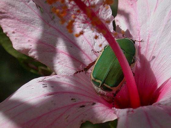 Flower beetle Pachnoda stehelini - Scarabeide cetoniino Pachnoda stehelini