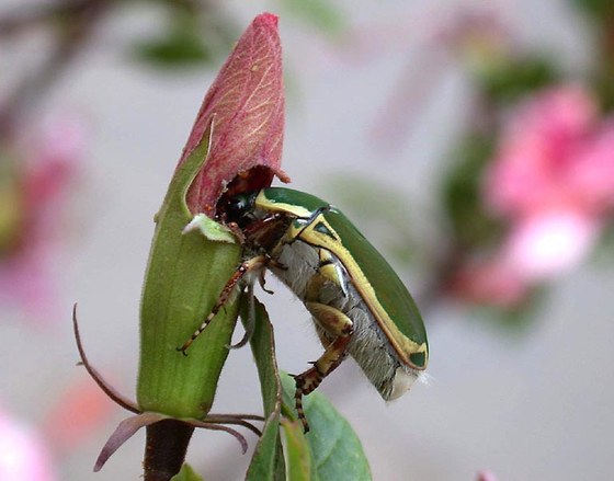 Flower beetle Pachnoda stehelini - Scarabeide cetoniino Pachnoda stehelini